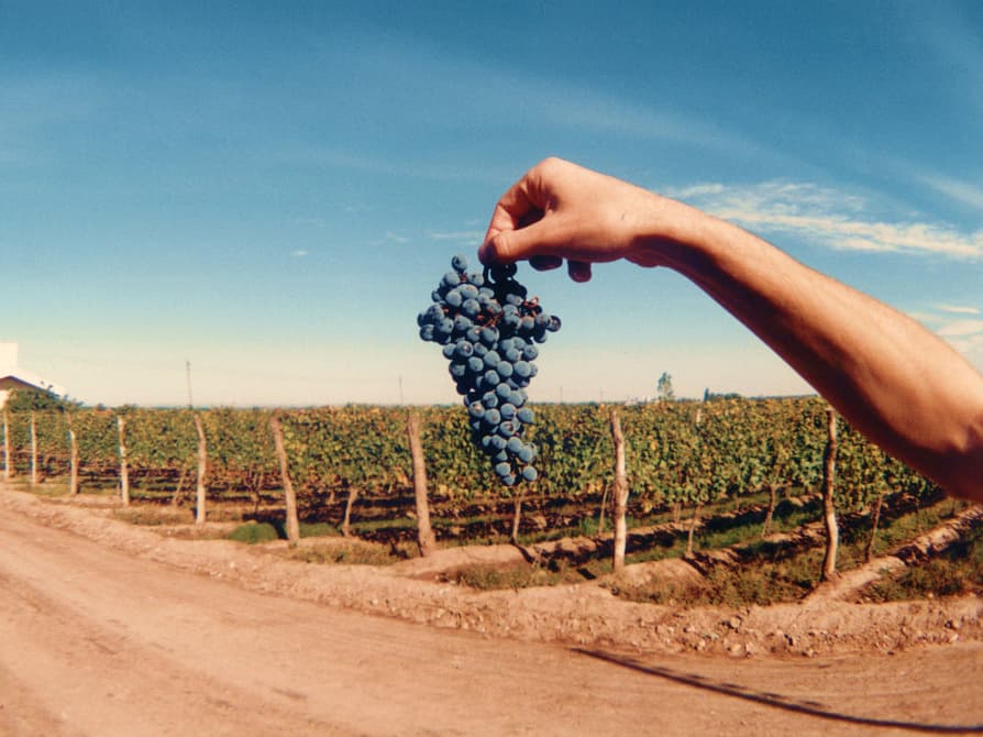 Cover Image for South American Wines: Mastering Mendoza Malbec